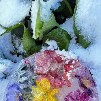 寒い中の画像 by ひろさん | 寒い中とお花氷♡と暖かくして過ごして下さい