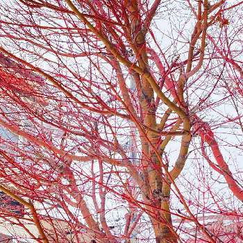 サンゴカクモミジの投稿画像一覧 Greensnap グリーンスナップ