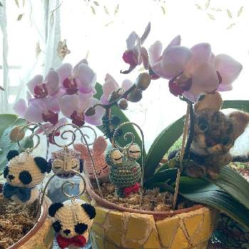 TuMuGuの画像 by はくほうさん | 窓辺とミニ胡蝶蘭とチーム愛知とニャンニャン祭りとレイジュさんの編みぐるみピックとぷりまみさんの羊毛フェルトとピンクの花とピンク❤︎ピンクとTuMuGu