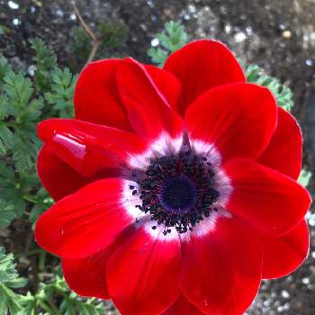 アネモネデカン咲きの投稿画像一覧 Greensnap グリーンスナップ