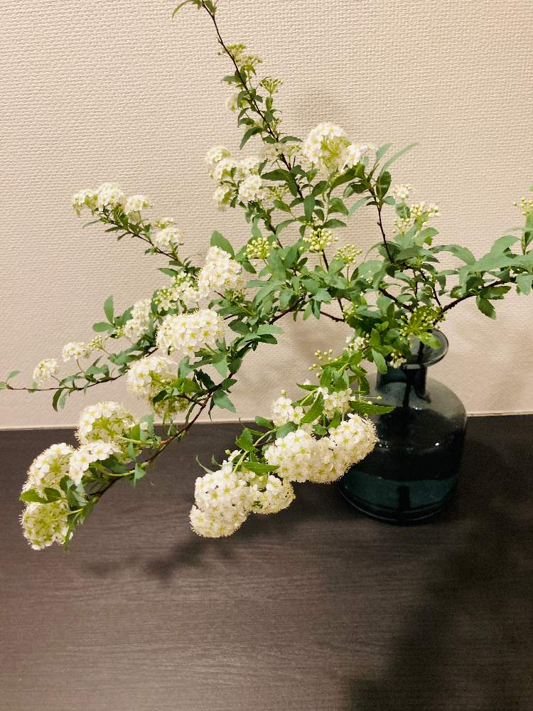 コデマリの投稿画像 By Kuroさん 切り花とインテリアグリーンと切り花とインテリアグリーン 22月2月22日 Greensnap グリーンスナップ Greensnap グリーンスナップ