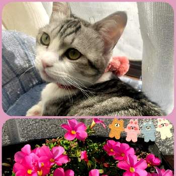 My Garden ☆ ♪の画像 by marchenさん | 小さな庭とオキザリス　桃の輝きと可愛いピンクとニャンニャン祭りとMy Garden ☆ ♪