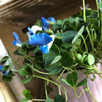 ブルーのお花♡の画像 by まーがれっとさん | 窓辺とブルークローバーとGSに感謝！と植物だいすきと季節の変化が楽しみと新型コロナウィルスに負けるな！と花のある暮らしとブルーのお花♡