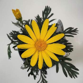  ユリオプスデージーの画像 by サルボックさん | ビタミンカラーと花のある暮らしと ユリオプスデージーとよい 1日を