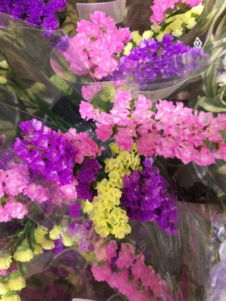 スターチスの投稿画像 By 惠さん お出かけ先とムラサキの花とピンクの花と店先と黄色い花と白い花とムラサキの花とピンクの花と店先と黄色い花と白い花 22月2月22日 Greensnap グリーンスナップ Greensnap グリーンスナップ