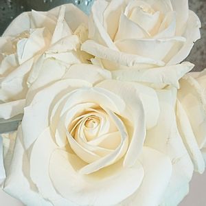 薔薇,ばら,白い花,感謝,美しいの画像