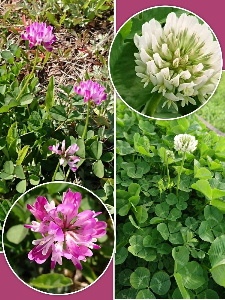 れんげ草の投稿画像 By 鈴さん シロツメクサ クローバー とレンゲソウとシロツメクサと今日も笑顔で とスマホ撮影とピンクの花 と鹿児島 と皆様に感謝と白い花 と散歩中とお出かけ先と今日も笑顔で とスマホ撮影とピンクの花と鹿児島