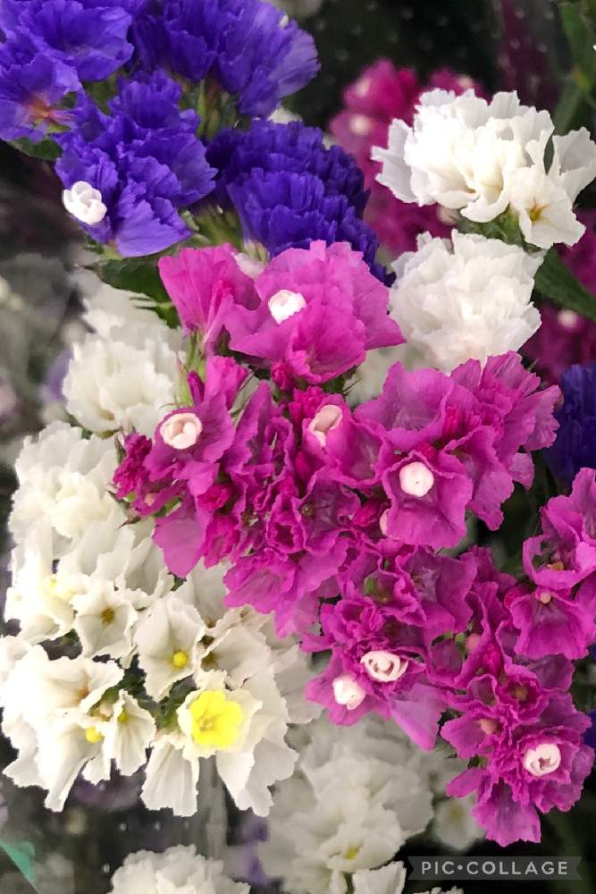 スターチスの投稿画像 By ケントさん お出かけ先と白い花と紫の花とピンク色の花とちっちゃいものクラブと白い花と紫の花とピンク色の花とちっちゃいものクラブ 22月2月22日 Greensnap グリーンスナップ Greensnap グリーンスナップ
