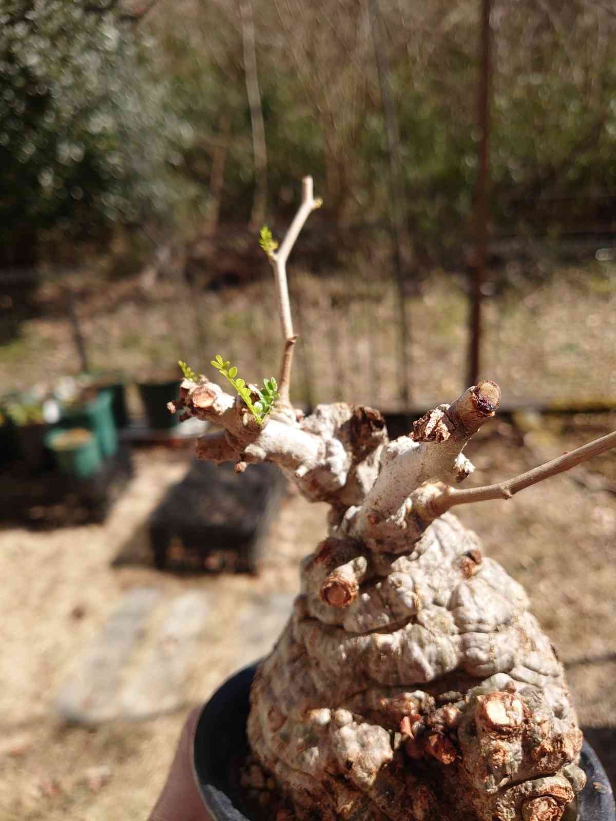 パキプス（発根済み現地球） - 植物/観葉植物