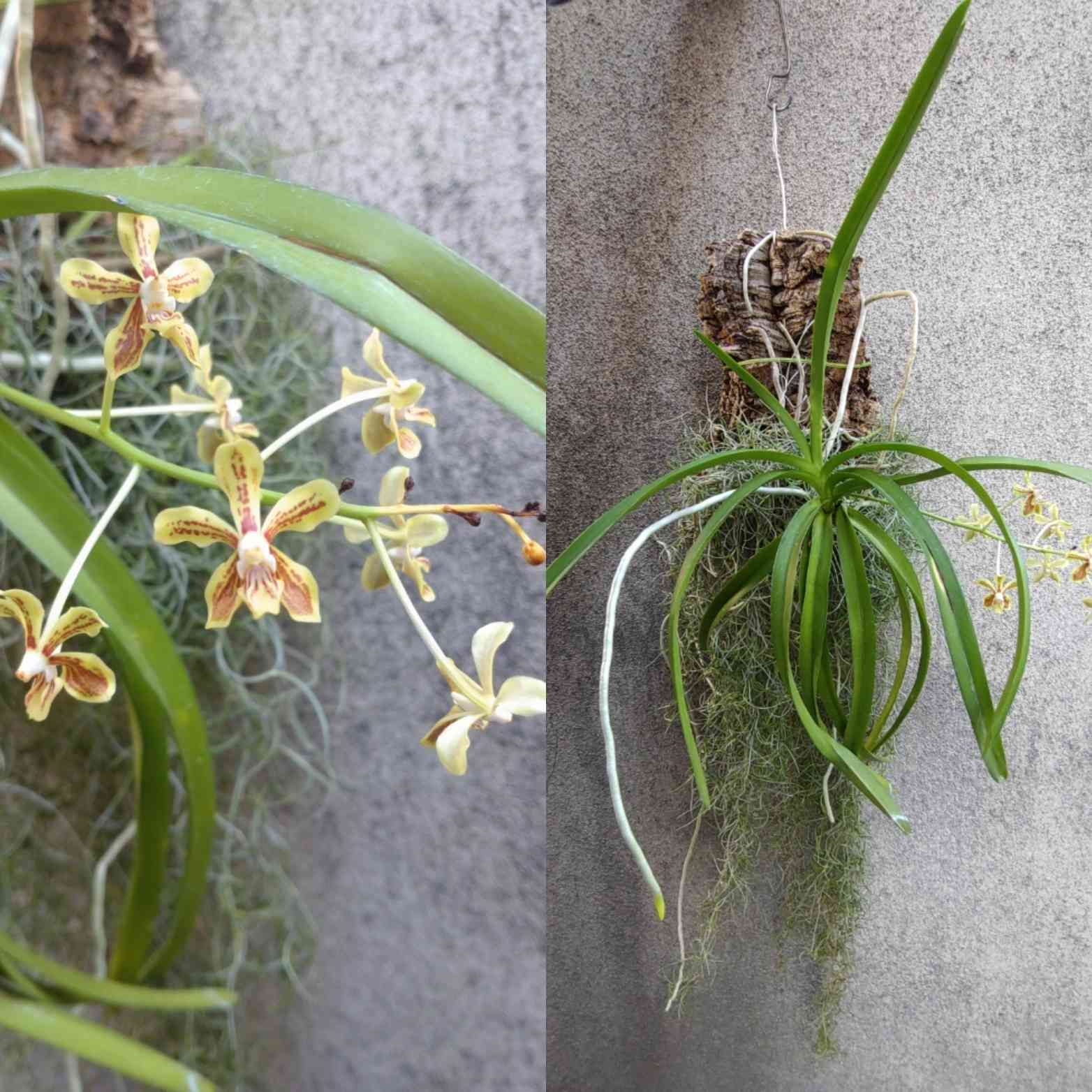 コウトウヒスイランの一覧｜🍀GreenSnap（グリーンスナップ）