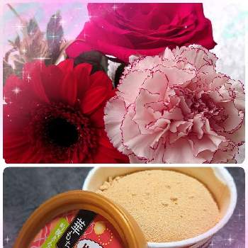 真っ赤なバラの投稿画像一覧 Greensnap グリーンスナップ