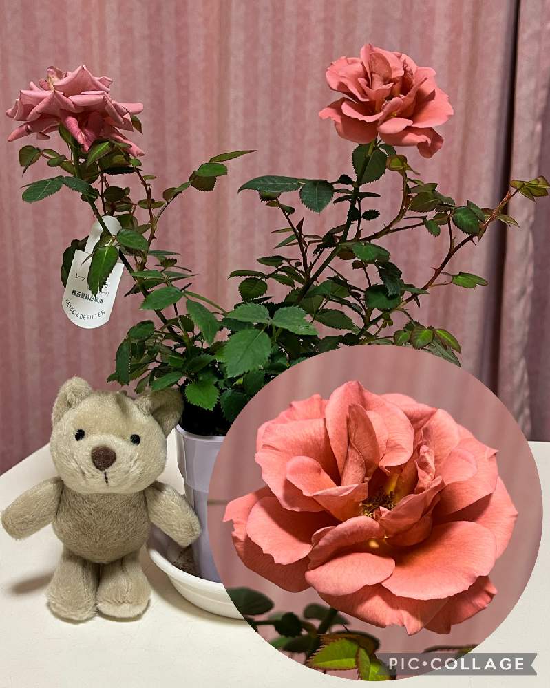 ミニバラ テディベアの投稿画像 By かずちゃんさん ミニバラとガーデニングとマイガーデンとバラ大好きとお花は癒しとガーデニングとマイガーデンとバラ大好きとお花は癒し 22月2月22日 Greensnap グリーンスナップ Greensnap グリーンスナップ