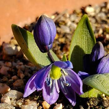 シラー属の投稿画像一覧 Greensnap グリーンスナップ