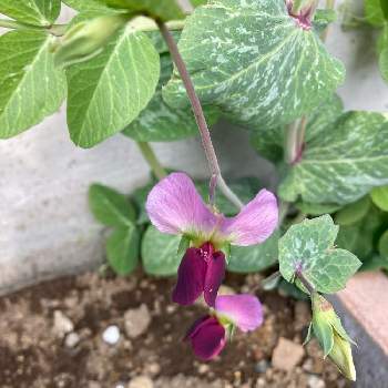 えんどう豆の花の投稿画像一覧 Greensnap グリーンスナップ