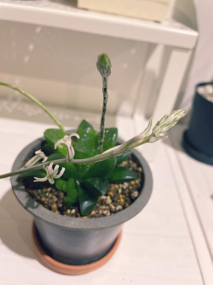 ハオルチア レツーサの投稿画像 By ゆったんさん インテリアと多肉植物と開花と観葉植物とグリーンインテリアとハオルチア属とhaworthia ハオルチア ハオルシアと徒長と ハオルチアとインテリアグリーンと多肉植物と開花と観葉植物とグリーンインテリアとハオルチア属と