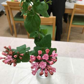 ブバルディアの投稿画像一覧 Greensnap グリーンスナップ