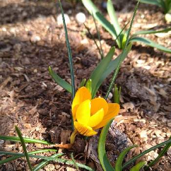 植えっぱなし球根の投稿画像一覧 Greensnap グリーンスナップ