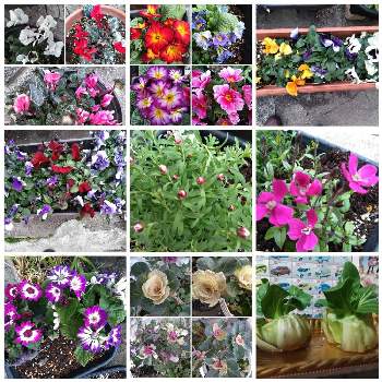 チンゲンサイの投稿画像一覧 Greensnap グリーンスナップ