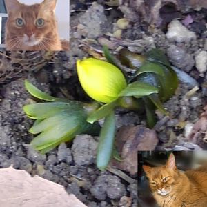 セツブンソウ,可愛い〜♡,癒し…,猫大好き,キバナセツブンソウの花の画像