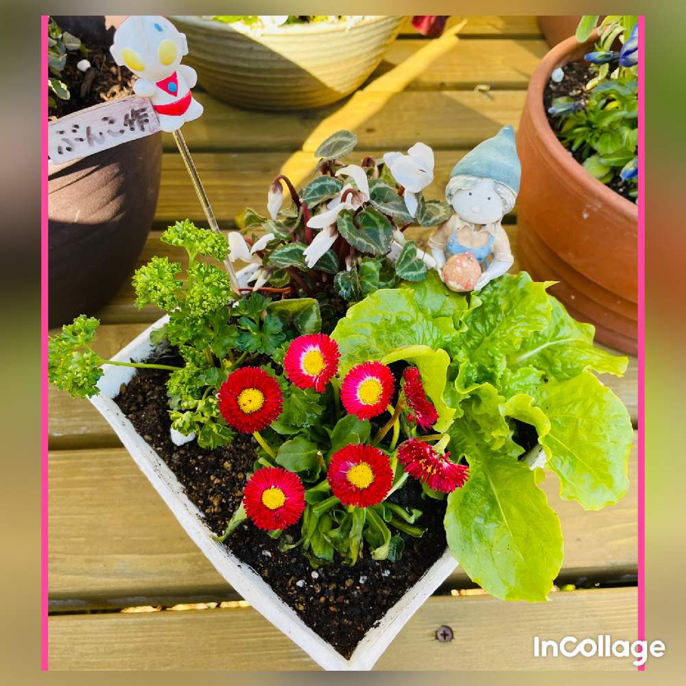 パセリの投稿画像 By ぶんこしゃんさん ガーデンシクラメンとデージーとサンチュと寄せ植えと寄せ植え 22月2月22日 Greensnap グリーンスナップ Greensnap グリーンスナップ