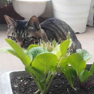 小松菜,ネコのいる暮らし,キジトラ,プランター菜園,ベランダ菜園の画像