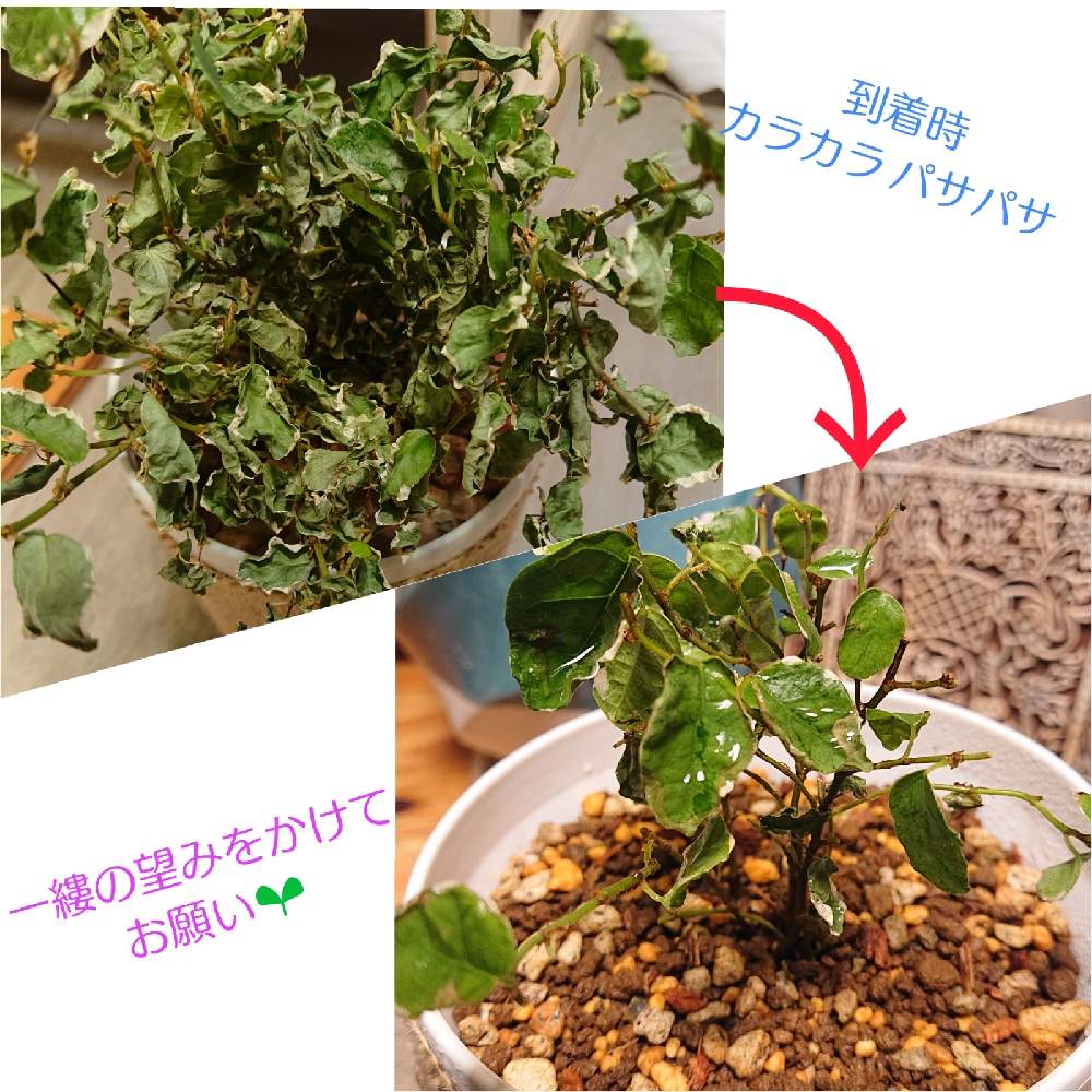 フィカス プミラの投稿画像 By Monさん 生命力と枯れ果てていると プミラ と復活に期待とたすけて とカラカラとお願いします 人 と悩む と生命力と枯れ果てていると プミラと復活に期待とたすけて とカラカラとお願いします 人 と悩む 22月2月22日