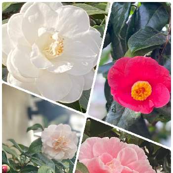 うすピンク色の画像 by charkunさん | お出かけ先と椿の花と釧路市EGGとピンク色と赤い椿と赤い花とうすピンク色と白い花と北海道と椿の花。と白い花♡