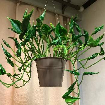 ポトス テルノシャングリラの投稿画像一覧 Greensnap グリーンスナップ