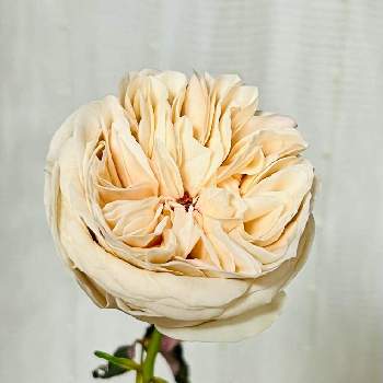 2021 GSでバラ園の画像 by Sanさん | 小さな庭とWABARAと感謝と和ばら✨しらたまと可愛い〜♡と2021 GSでバラ園ときれいな色と癒されます♥と花のある暮らしと素敵色と薔薇♪と優しい色と薔薇大好き