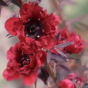 ギョリュウバイ 赤の画像 by シナモンさん | お出かけ先と ギョリュウバイと植物のある暮らしとお花大好き♡とお花のある暮らしとギョリュウバイ 赤
