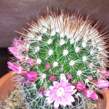 サボテンのピンクの花の投稿画像一覧 Greensnap グリーンスナップ