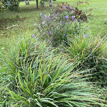 レモングラス Greensnap グリーンスナップ