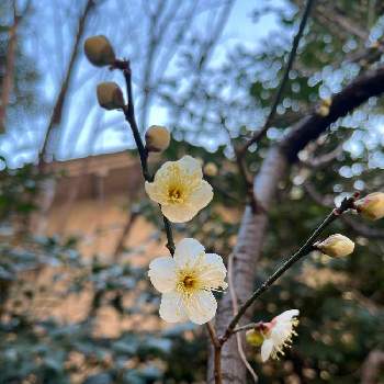 梅の木。の画像 by MoFU×2さん | お出かけ先と梅の花と花のある暮らしと白梅の花と梅の木。とおうち園芸