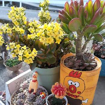 花月 の投稿画像一覧 Greensnap グリーンスナップ