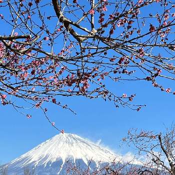  富士山の画像 by カコさん | ウメと 富士山と冬景色と岩本山公園と富士山の日とGo✿to✿flowerと富士山