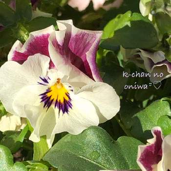 やっぱりフリフリが好き！の画像 by K-chanさん | 小さな庭とビオラ  アンファンフリルとビオラとありがとうとお花大好き♡とかわいいね❤とやっぱりフリフリが好き！
