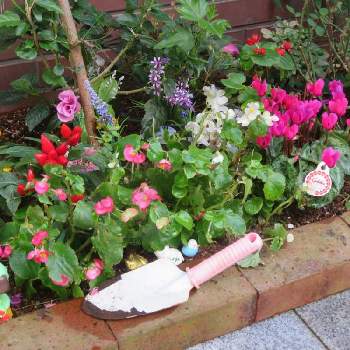 球根ベゴニア の投稿画像一覧 Greensnap グリーンスナップ