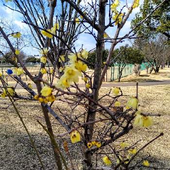 香る木の投稿画像一覧 Greensnap グリーンスナップ