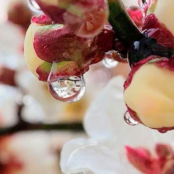 しずく＊の画像 by オリーブの葉さん | うめと 梅の花としずくとうめ♡と水滴の水曜日と梅　うめと白いお花＊とウメ✽としずく＊と白梅の花と白梅。