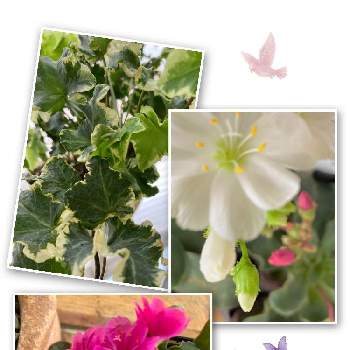 アイビーセシリアの投稿画像一覧 Greensnap グリーンスナップ