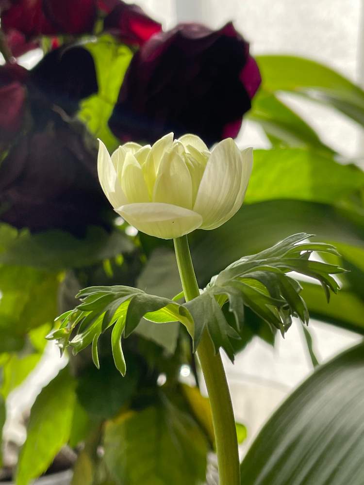 アネモネ オーロラの投稿画像 By グロリオサさん 八重咲きアネモネオーロラと窓辺と窓辺の植物たちと白いお花と窓辺の植物たちと白いお花 22月2月23日 Greensnap グリーンスナップ Greensnap グリーンスナップ