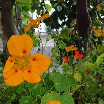 食べられるお花の投稿画像一覧 Greensnap グリーンスナップ