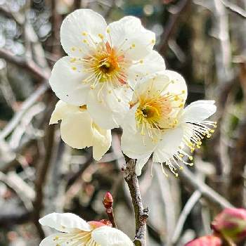 梅の木。の画像 by のんさん | 広い庭とウメと白梅の花と樹木と梅の木。と庭木と蕊が美しいと笑顔の花