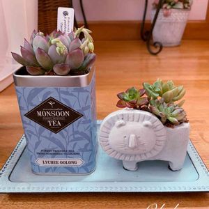 プレリンゼ,多肉植物いろいろ,寄せ植え,多肉植物,多肉寄せ植えの画像