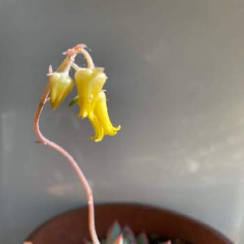 初めて♡の画像 by ki-yo2さん | 窓辺と女雛と多肉植物と下向きに咲く花と黄色い花と可愛い〜と小さい花と初めて♡