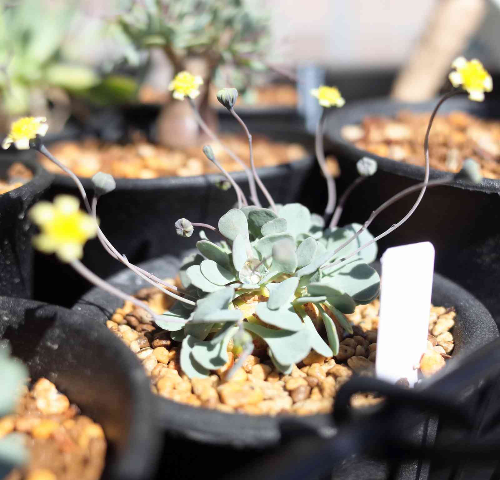 森き植物オトンナ カカリオイデス 多肉植物 塊根その他苗 - その他