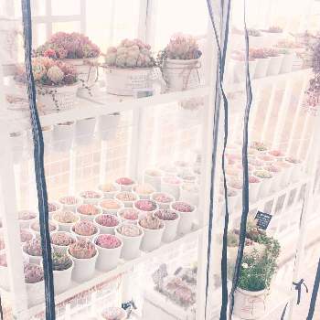 Ikea棚の投稿画像一覧 Greensnap グリーンスナップ