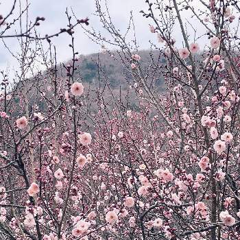 梅の花　ピンクの画像 by REICONさん | お出かけ先と梅の花　ピンクと植物園と公園と花のある暮らし