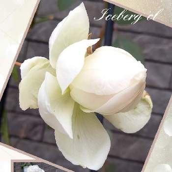 白薔薇 の投稿画像一覧 Greensnap グリーンスナップ