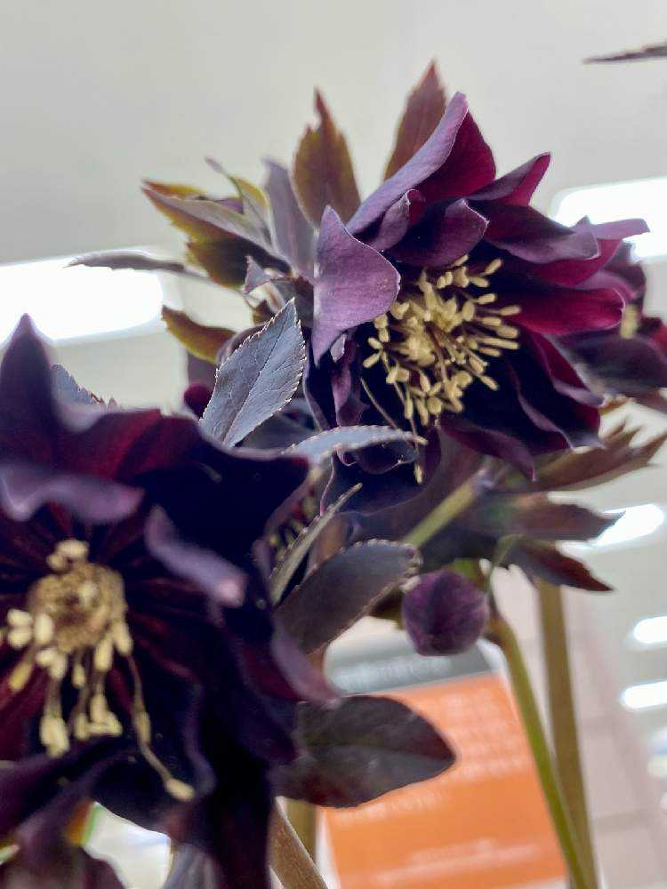 ま*い様 クリスマスローズ 広瀬園芸 ブラックマジック 株分け クリスマスローズ 広瀬園芸認定ブラックマジック株分け クリスマス